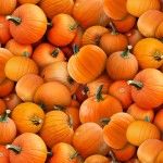 PUMPKINS FROM ELIZABETH\'S STUDIO